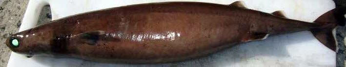 Isistius brasiliensis_010